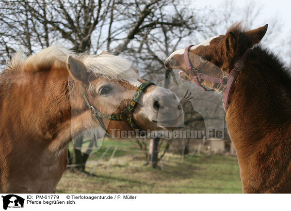 Pferde begren sich / horses / PM-01779