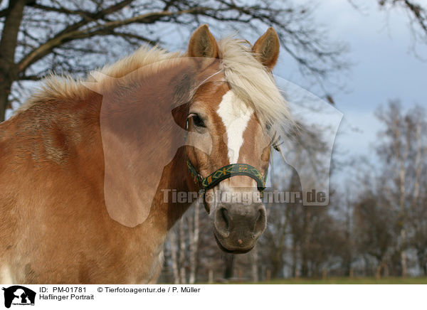 Haflinger Portrait / horse head / PM-01781