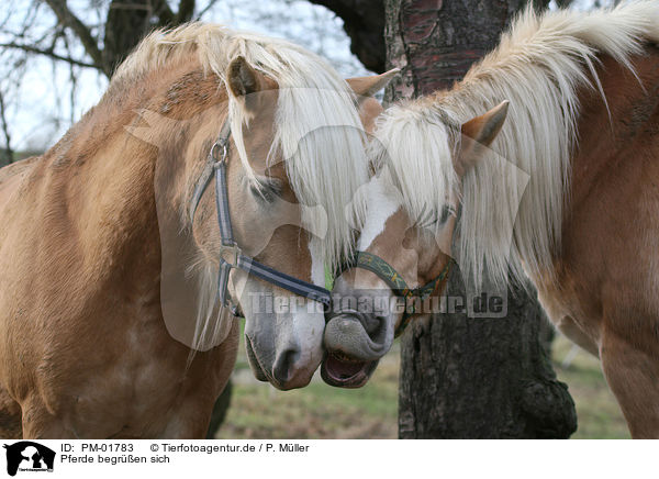 Pferde begren sich / horses / PM-01783