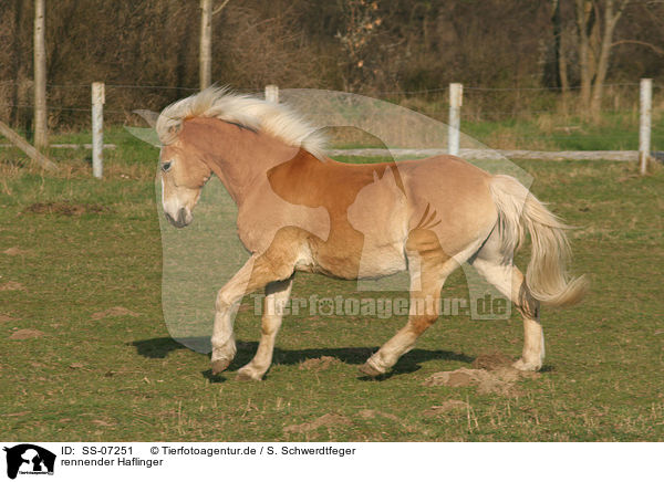 rennender Haflinger / running Haflinger horse / SS-07251