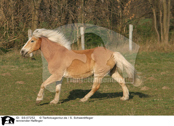 rennender Haflinger / running Haflinger horse / SS-07252