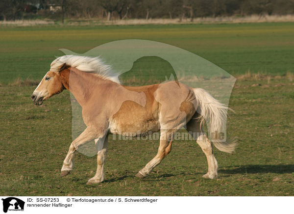 rennender Haflinger / running Haflinger horse / SS-07253