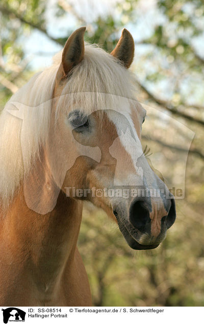 Haflinger Portrait / Haflinger horse Portrait / SS-08514