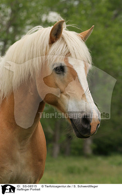 Haflinger Portrait / Haflinger horse Portrait / SS-08515