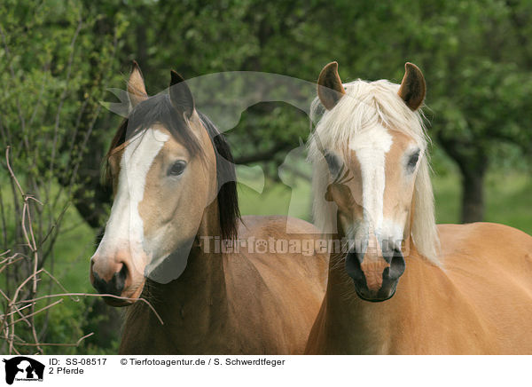2 Pferde / 2 horses / SS-08517