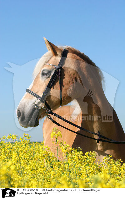 Haflinger im Rapsfeld / Haflinger horse in rape field / SS-08518