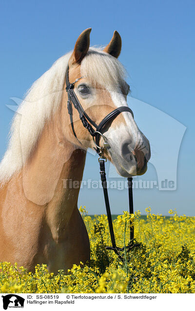 Haflinger im Rapsfeld / Haflinger horse in rape field / SS-08519