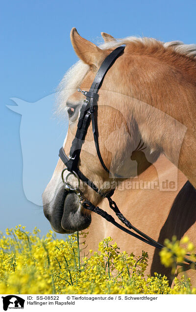Haflinger im Rapsfeld / Haflinger horse in rape field / SS-08522