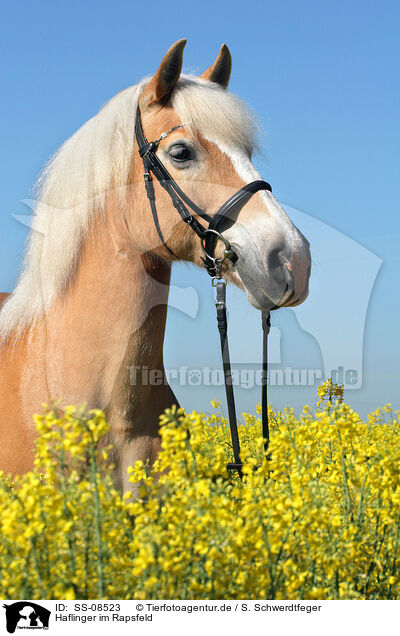 Haflinger im Rapsfeld / Haflinger horse in rape field / SS-08523