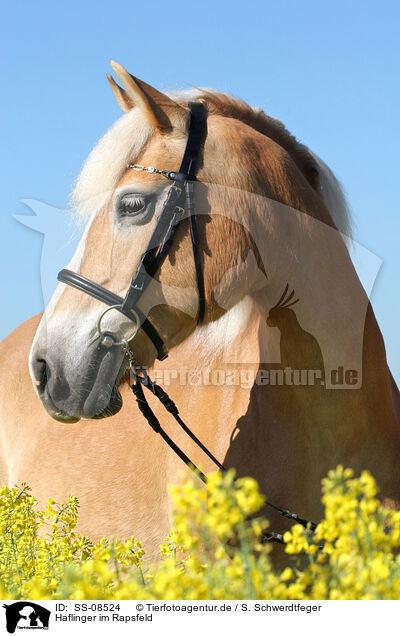 Haflinger im Rapsfeld / Haflinger horse in rape field / SS-08524