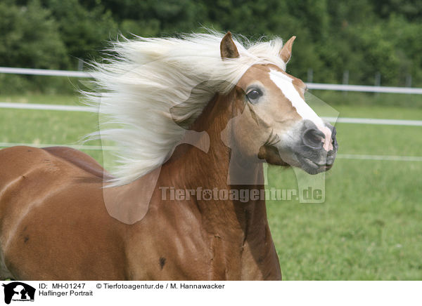 Haflinger Portrait / MH-01247