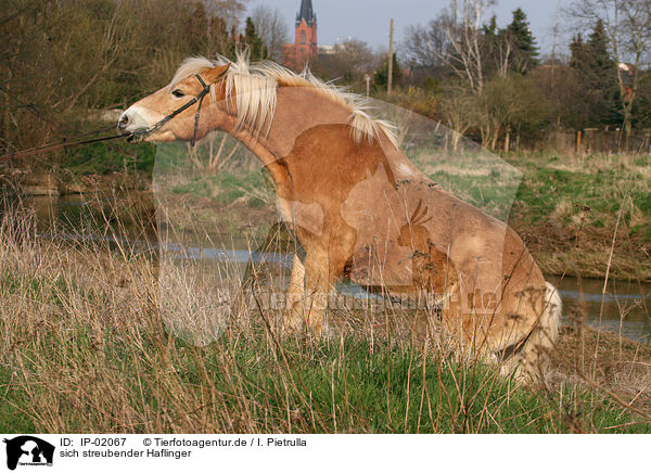 sich streubender Haflinger / disgust / IP-02067