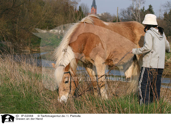 Grasen an der Hand / grazing horse / IP-02068