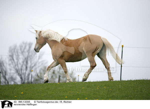 rennender Haflinger / running horse / RR-13095