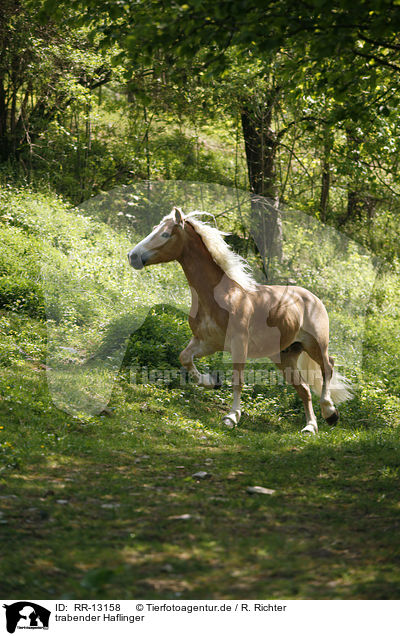 trabender Haflinger / trotting horse / RR-13158
