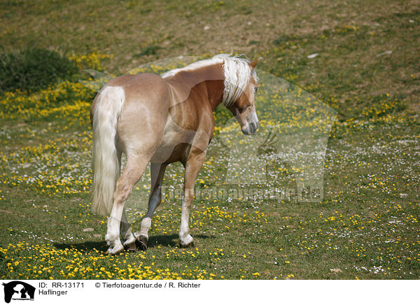 Haflinger / Haflinger / RR-13171