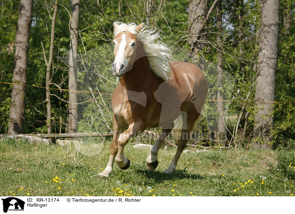 Haflinger / Haflinger / RR-13174