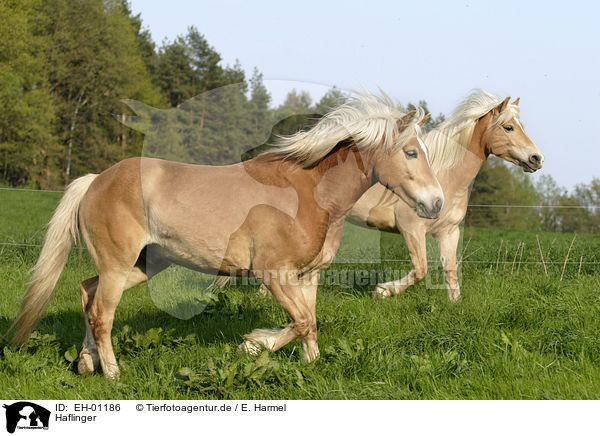 Haflinger / Haflinger / EH-01186