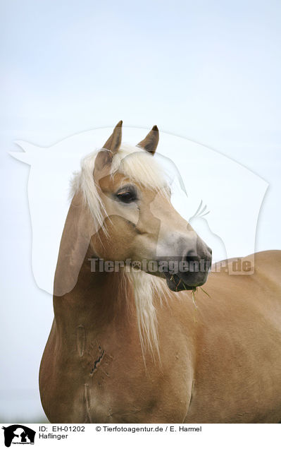 Haflinger / Haflinger / EH-01202
