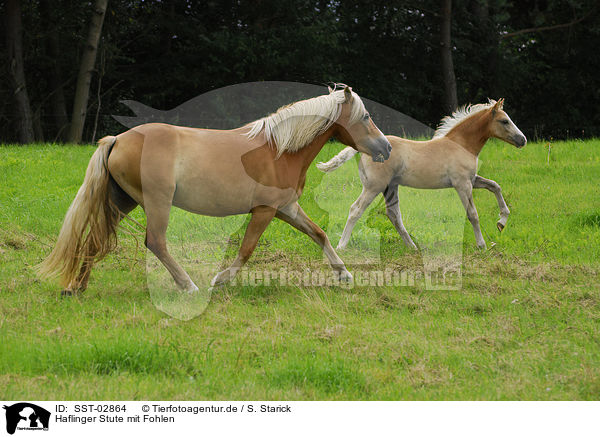 Haflinger Stute mit Fohlen / Haflinger mare with foal / SST-02864
