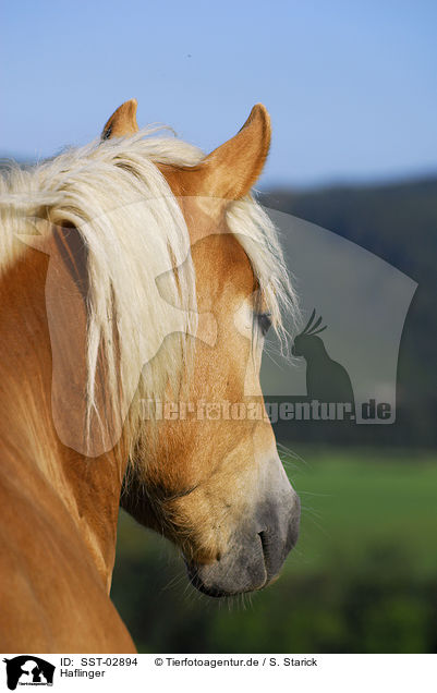 Haflinger / Haflinger / SST-02894