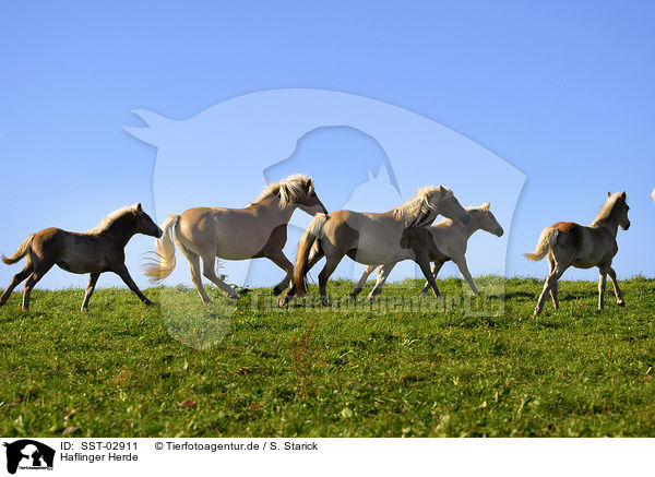 Haflinger Herde / Herd of Haflinger / SST-02911