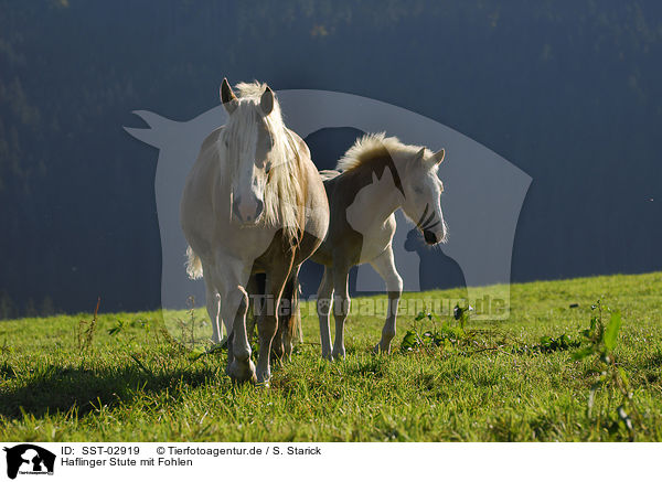 Haflinger Stute mit Fohlen / SST-02919