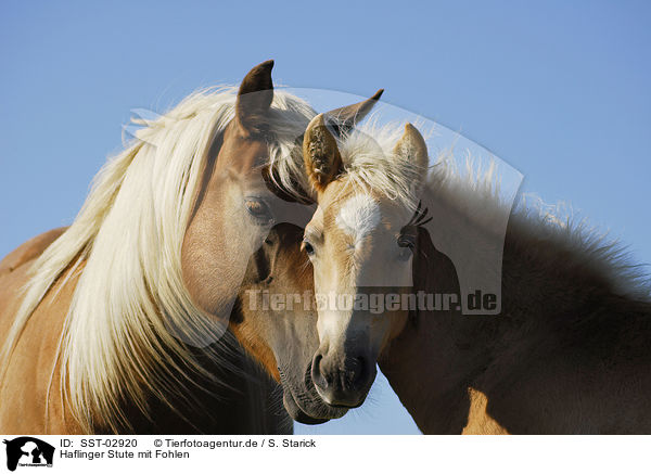 Haflinger Stute mit Fohlen / SST-02920