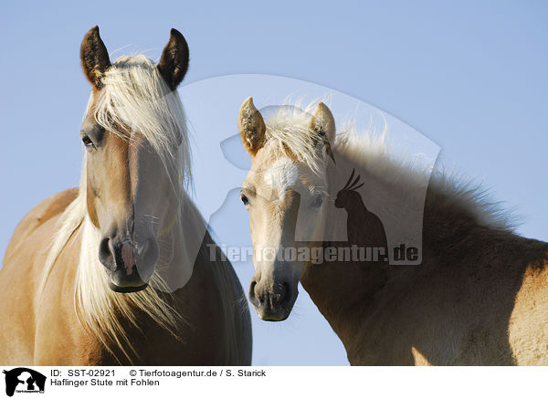Haflinger Stute mit Fohlen / SST-02921