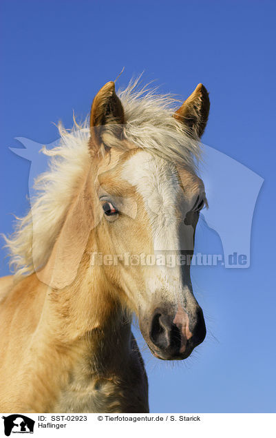 Haflinger / SST-02923