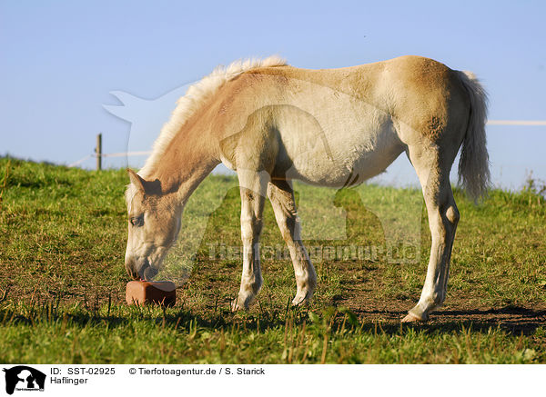 Haflinger / Haflinger / SST-02925