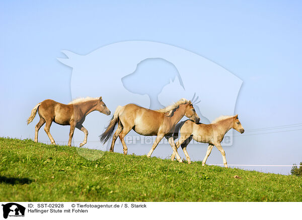 Haflinger Stute mit Fohlen / SST-02928