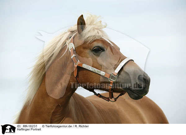 Haflinger Portrait / Haflinger Portrait / RR-16231