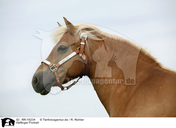 Haflinger Portrait / Haflinger Portrait / RR-16234