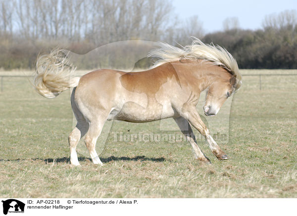 rennender Haflinger / running Haflinger / AP-02218