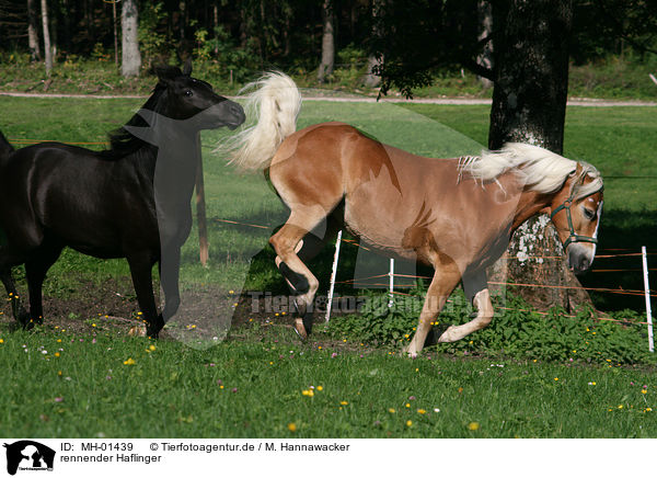 rennender Haflinger / running Haflinger / MH-01439
