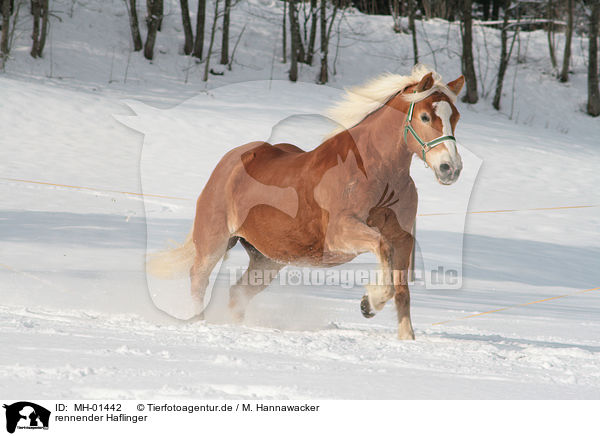 rennender Haflinger / running Haflinger / MH-01442