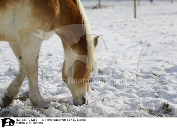 Haflinger im Schnee / Haflinger in winter / SST-03283