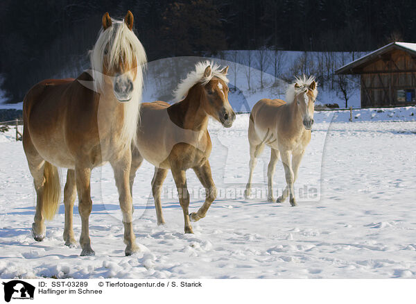 Haflinger im Schnee / Haflinger in winter / SST-03289
