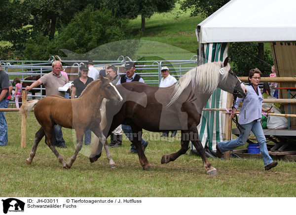 Schwarzwlder Fuchs / black forest horse / JH-03011