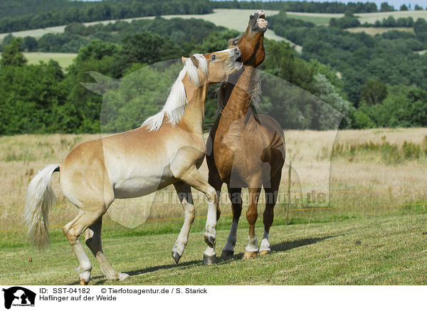 Haflinger auf der Weide / Haflinger on meadow / SST-04182