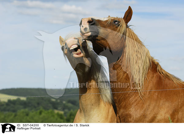 Haflinger Portrait / Haflinger Portrait / SST-04200