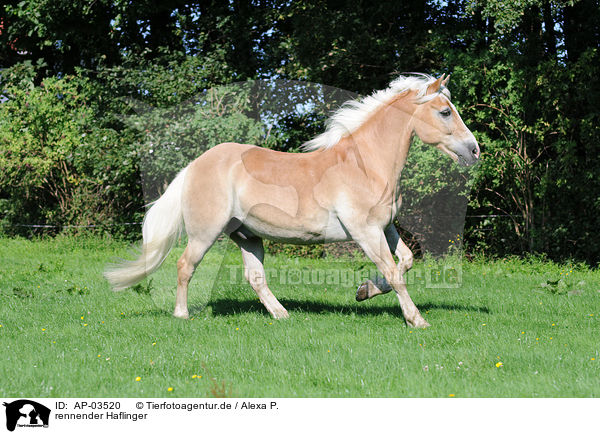 rennender Haflinger / running Haflinger / AP-03520