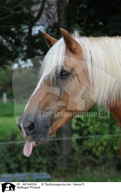 Haflinger Portrait / Haflinger Portrait / AP-04034