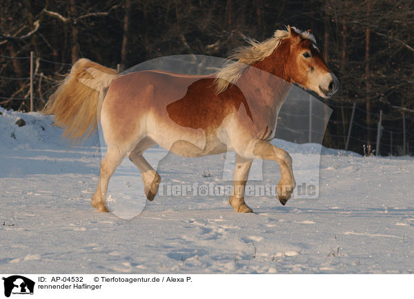 rennender Haflinger / running Haflinger / AP-04532