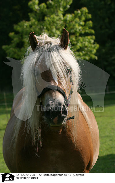 Haflinger Portrait / Haflinger Portrait / SG-01795