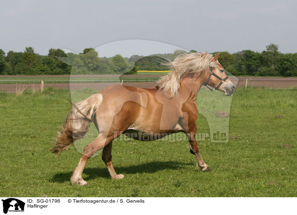 Haflinger / Haflinger / SG-01796