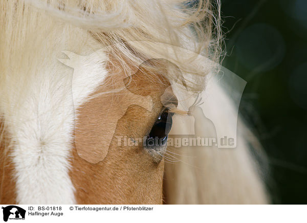 Haflinger Auge / Haflinger eye / BS-01818