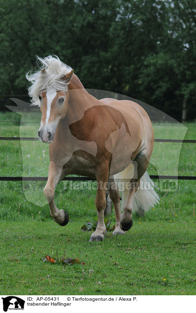 trabender Haflinger / trotting Haflinger horse / AP-05431