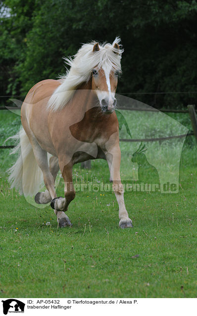 trabender Haflinger / trotting Haflinger horse / AP-05432